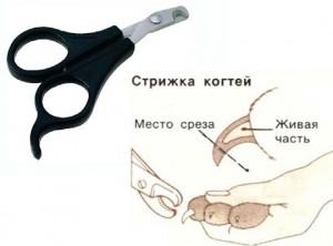 Стрижка когтей для кошек4
