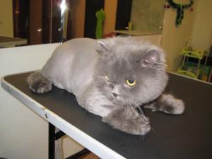 Стрижка кошек Стрижка кошек