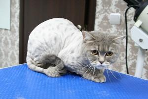 Стрижка кошек2